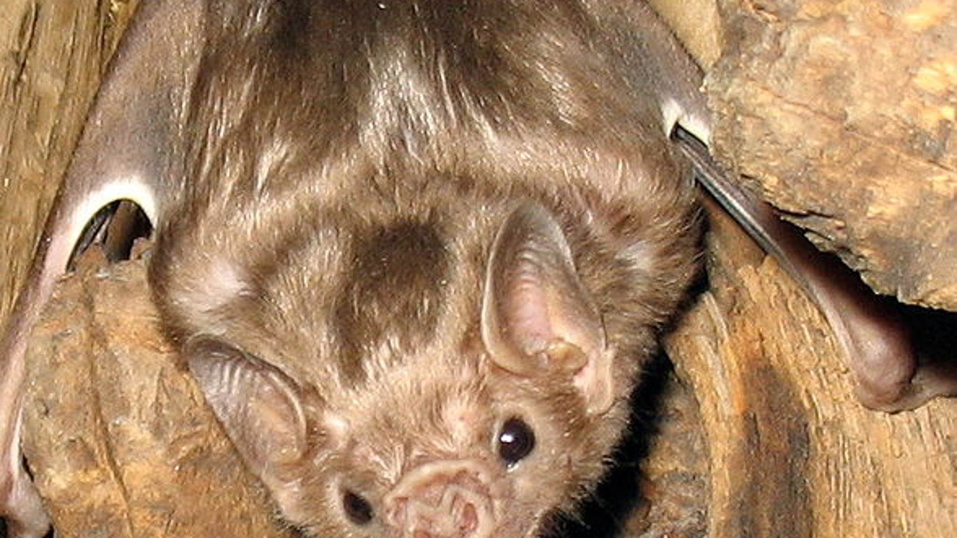 Ejemplar de murciélago que se alimenta de sangre