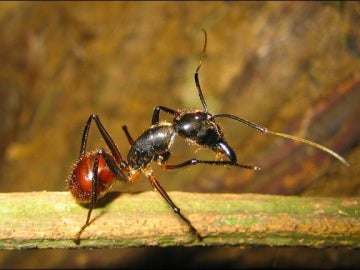 Las hormigas explosivas de Malasia se revientan para defender a la colonia