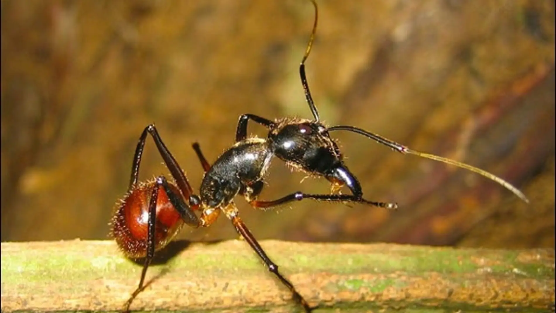 Las hormigas explosivas de Malasia se revientan para defender a la colonia