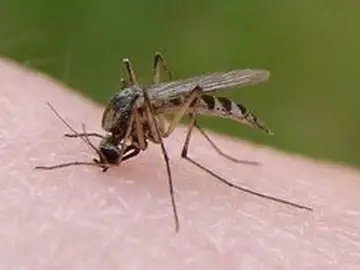 Un mosquito. Un mosquito.