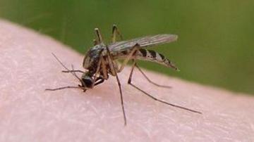 Un mosquito.