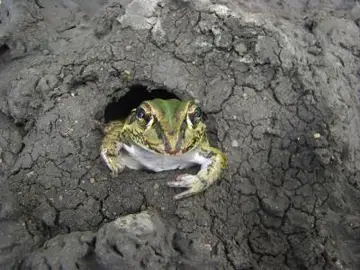 Una rana de madriguera australiana saliendo de su letargo Una rana de madriguera australiana saliendo de su letargo