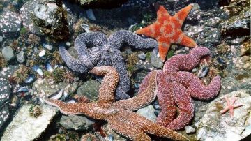 Estrellas de mar comunes