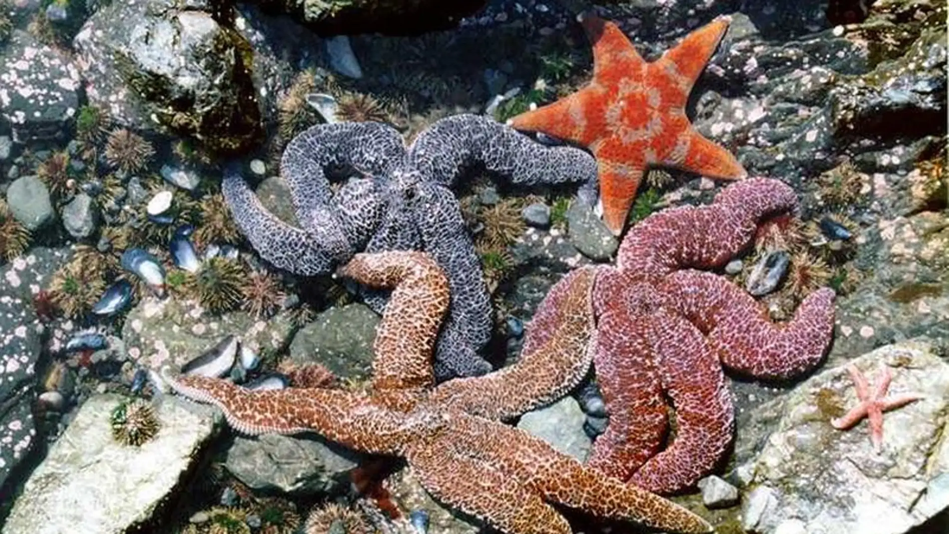 Estrellas de mar comunes