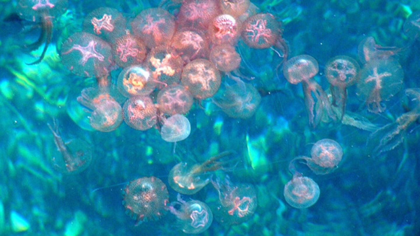 Las medusas aumentan en el mediterr&aacute;neo 