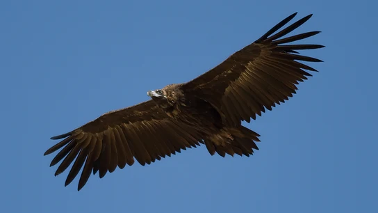 Buitre negro Buitre negro