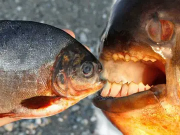 Piraña y Pacú, 'primos' Piraña y Pacú, 'primos'