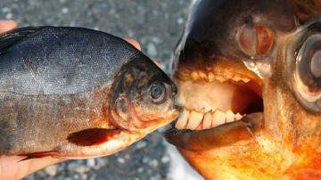 Piraña y Pacú, 'primos'