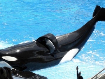 La orca Tilikum con su aleta dorsal doblada por la larga cautividad