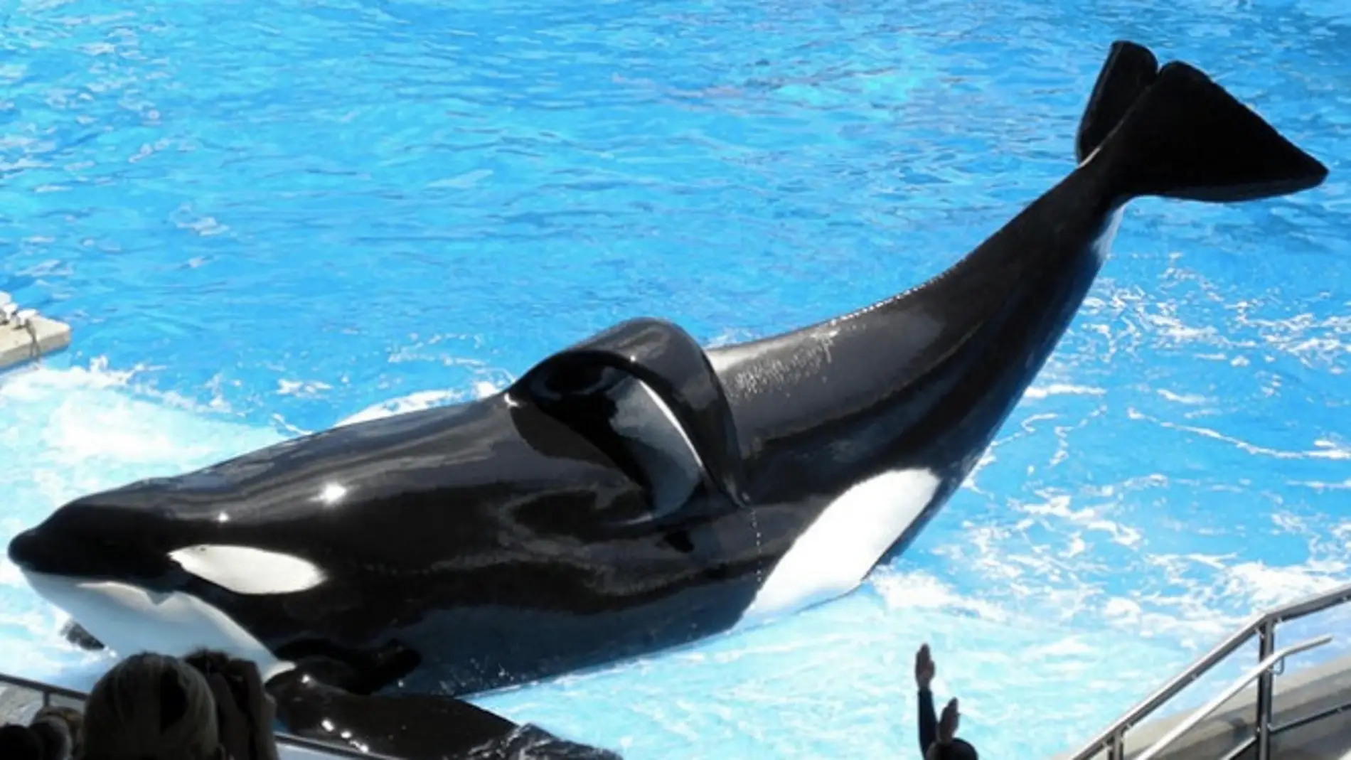 La orca Tilikum con su aleta dorsal doblada por la larga cautividad