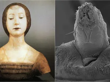 Isabel de Aragón y la larva encontrada Isabel de Aragón y la larva encontrada