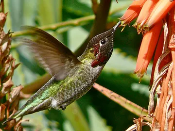 Colibrí alimentándose Colibrí alimentándose