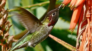 Colibrí alimentándose