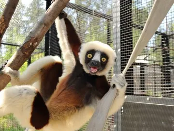 Lémur en el Duke Lemur Centre Lémur en el Duke Lemur Centre