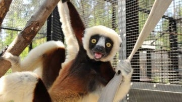 Lémur en el Duke Lemur Centre