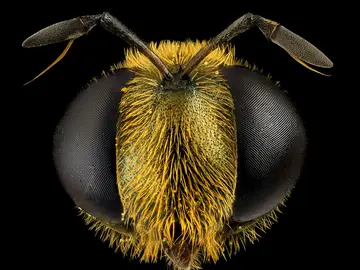 Abeja Abeja