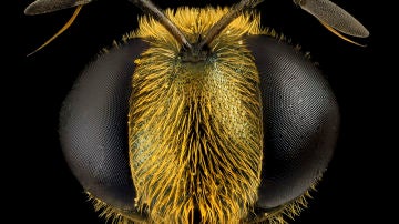 Abeja