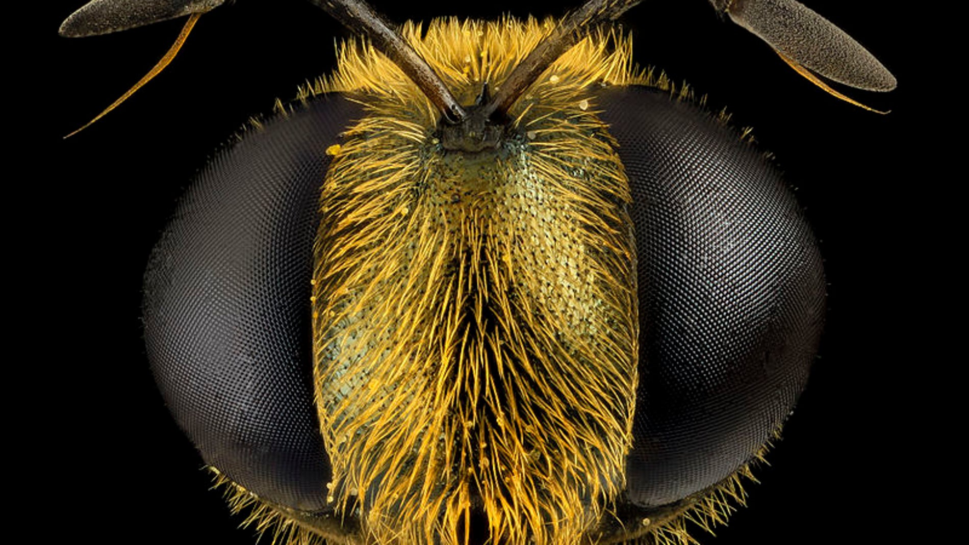 Abeja