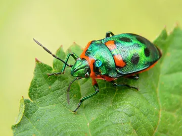 Una hoja y un insecto, ambos reflejando color verde Una hoja y un insecto, ambos reflejando color verde