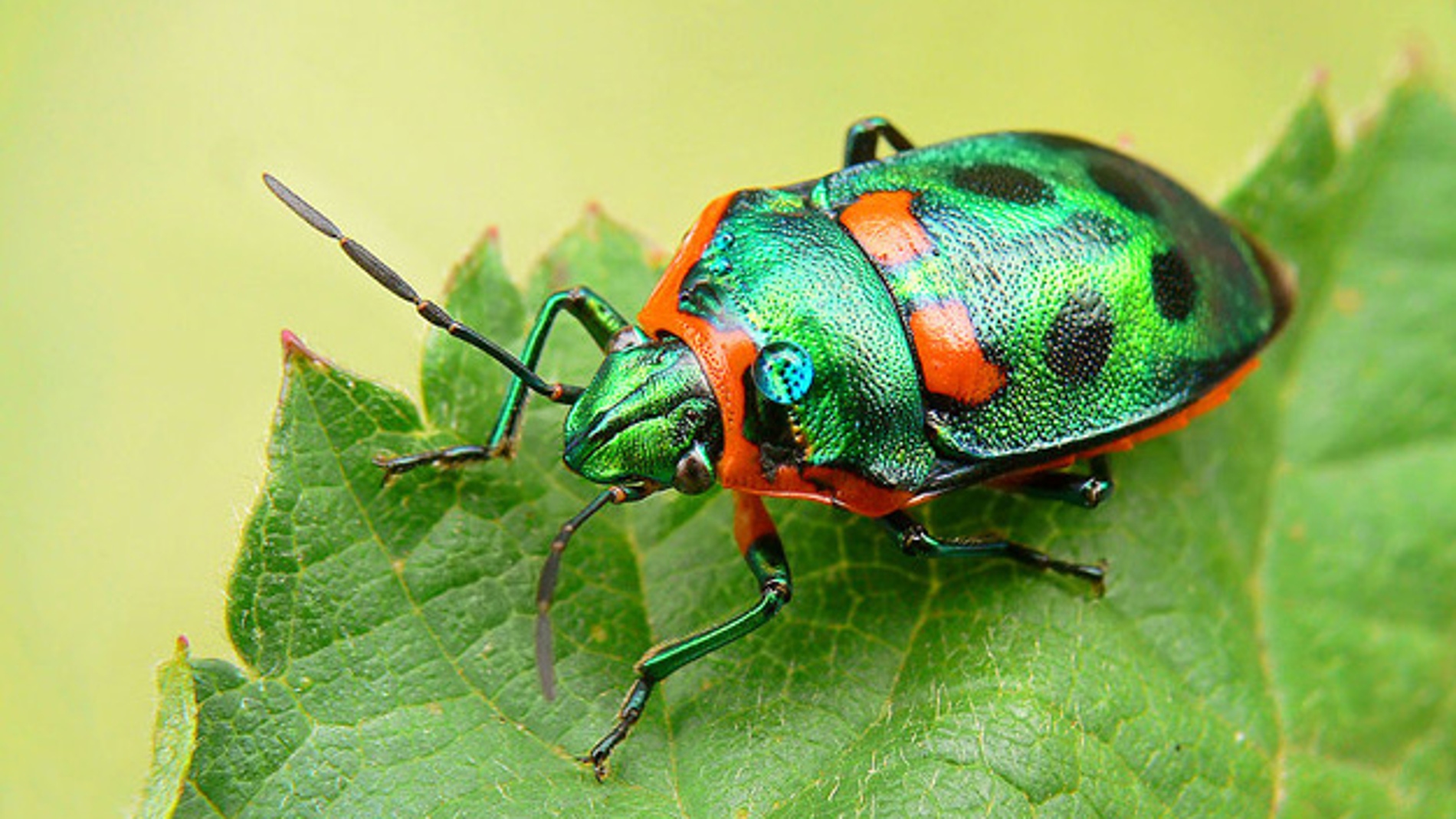 Una hoja y un insecto, ambos reflejando color verde