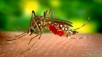 Mosquito portador del dengue