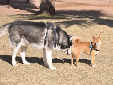 "Hola amigo. Encantado de conocerte" "Hola amigo. Encantado de conocerte"