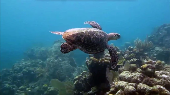 Imagen del videoclip 'Hacia lo salvaje' de Amaral Imagen del videoclip 'Hacia lo salvaje' de Amaral