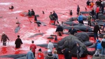 Las protestas contra la matanza de delfines en Japón llegan a España