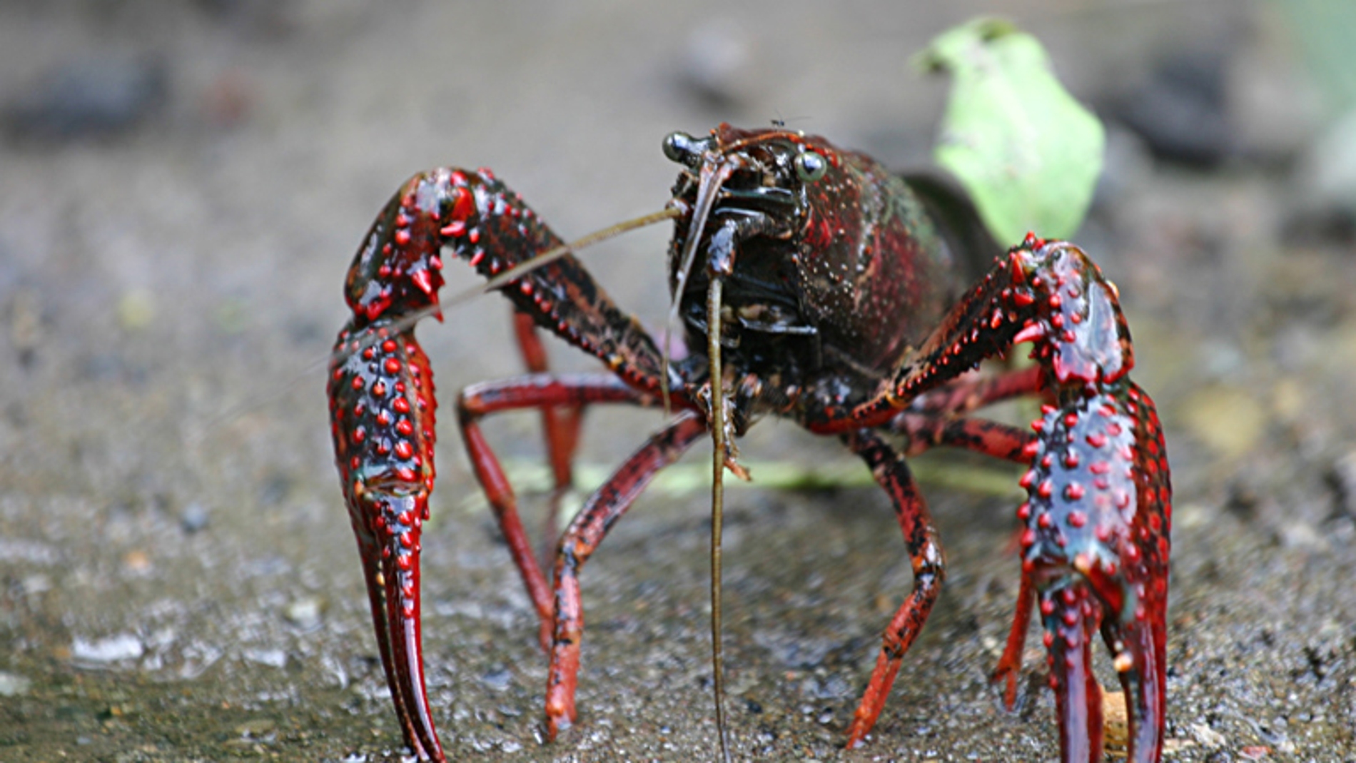 Cangrejo de río americano