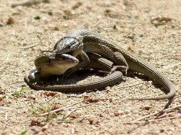 Dos lagartijas apareándose Dos lagartijas apareándose