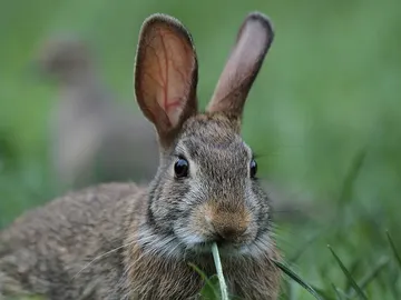 Un ejemplar de conejo silvestre Un ejemplar de conejo silvestre