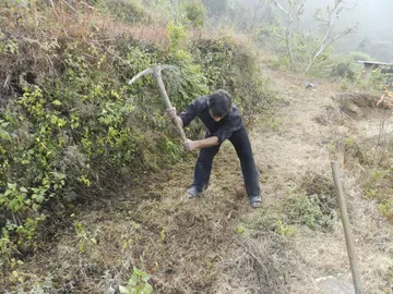 Sharma trabajando en uno de sus bosques Sharma trabajando en uno de sus bosques