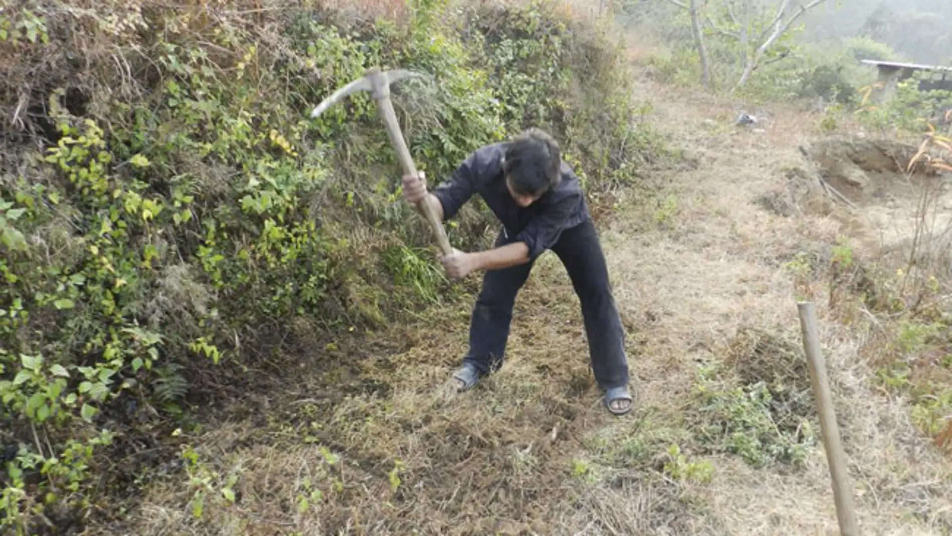Sharma trabajando en uno de sus bosques