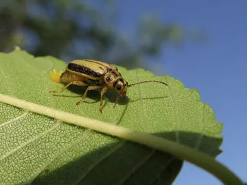 Un ejemplar del escarabajo del olmo Un ejemplar del escarabajo del olmo
