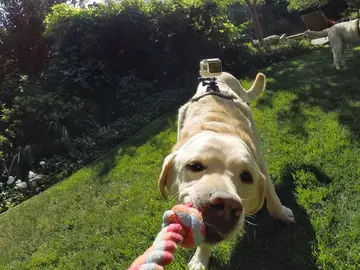 Go Pro Fetch Go Pro Fetch