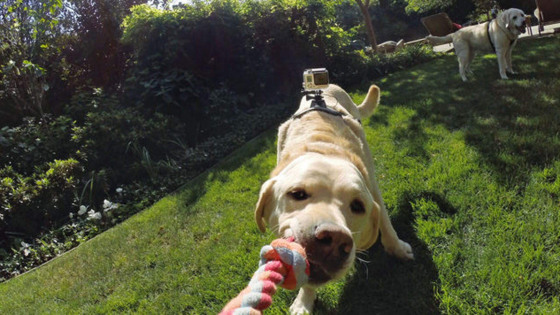 Go Pro Fetch