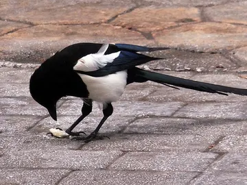 "Oye, que yo no he sido..." "Oye, que yo no he sido..."