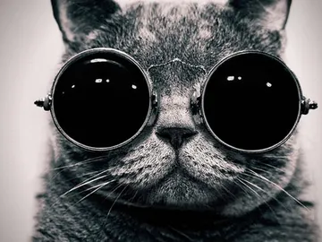 El gato de Schrödinger El gato de Schrödinger