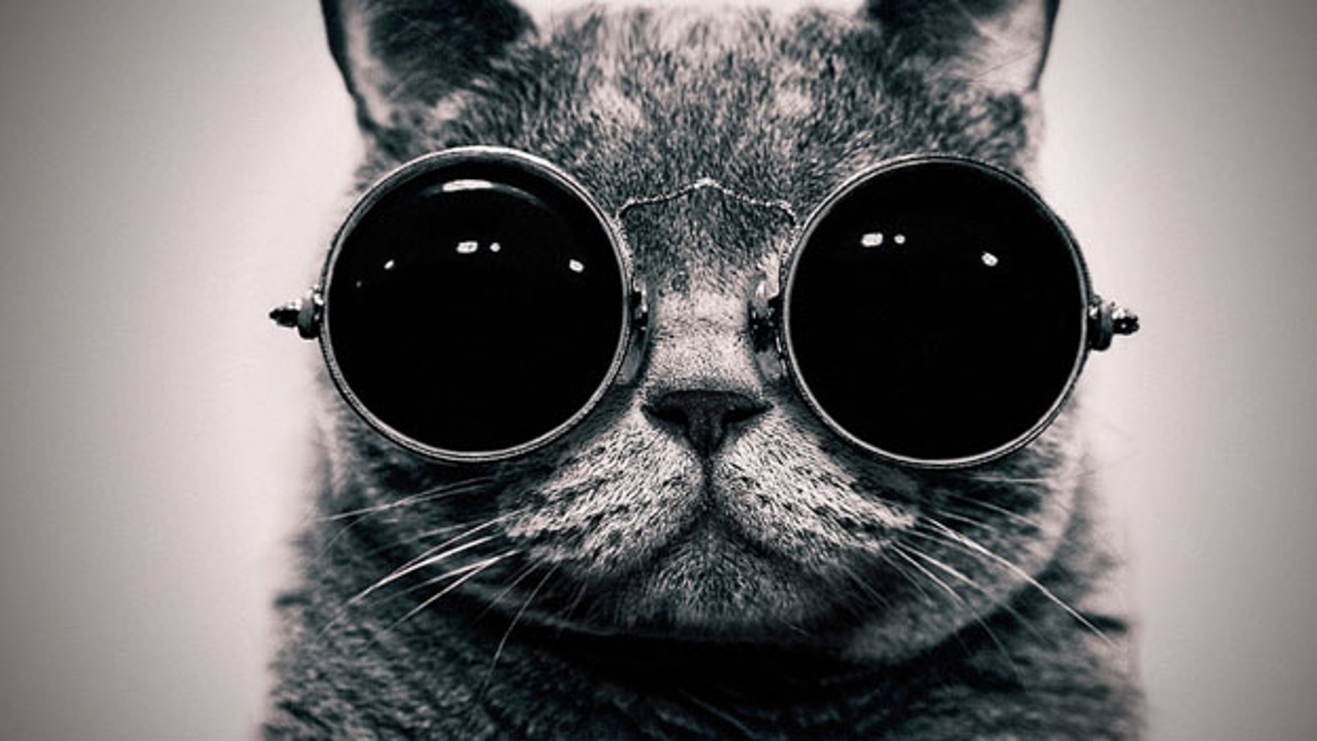 El gato de Schrödinger