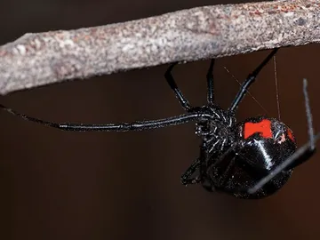 La Viuda Negra es letal con el macho después de aparearse La Viuda Negra es letal con el macho después de aparearse