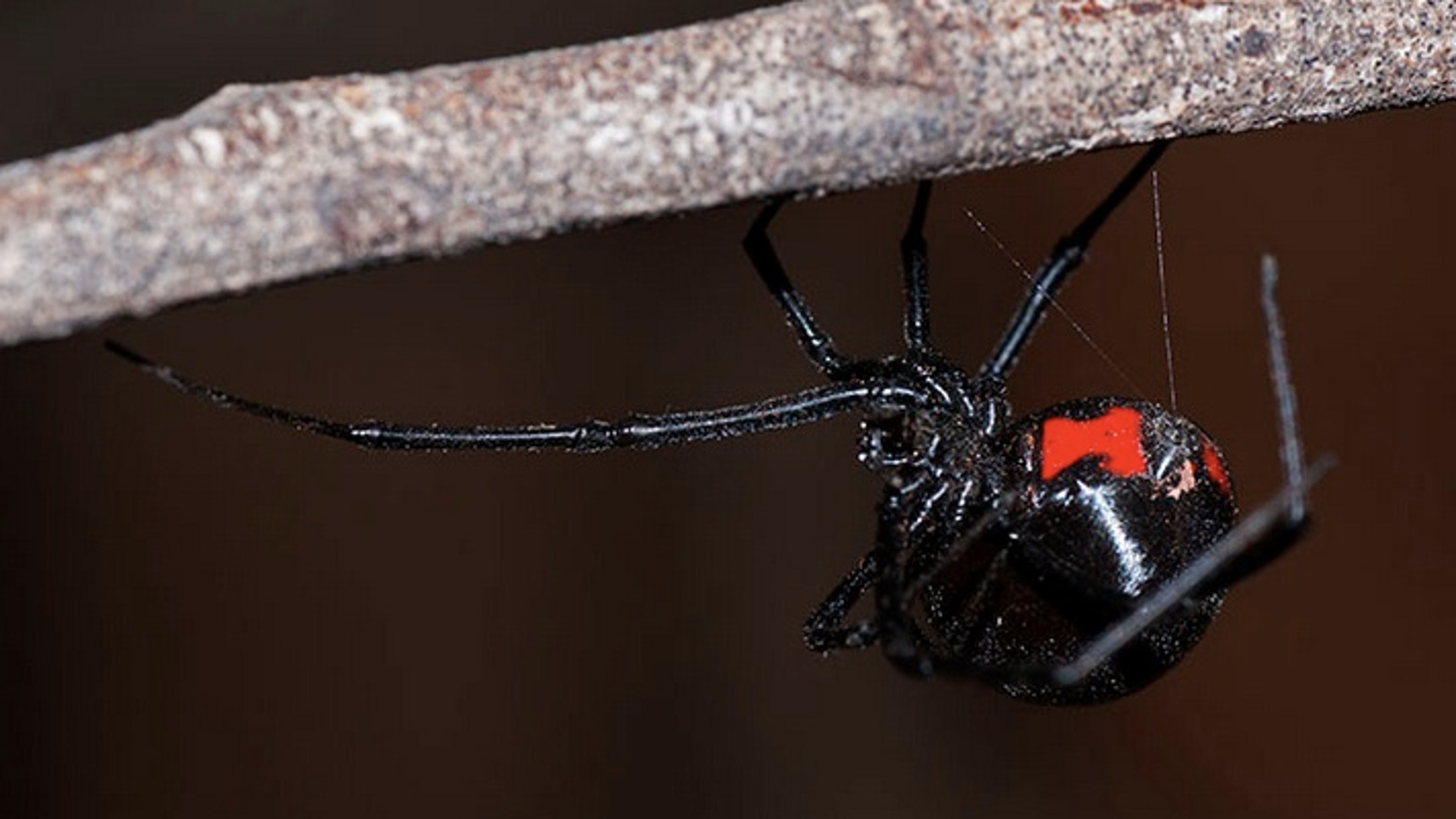 La Viuda Negra es letal con el macho después de aparearse