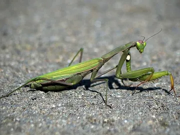 La mantis religiosa en ocasiones decapita al macho La mantis religiosa en ocasiones decapita al macho