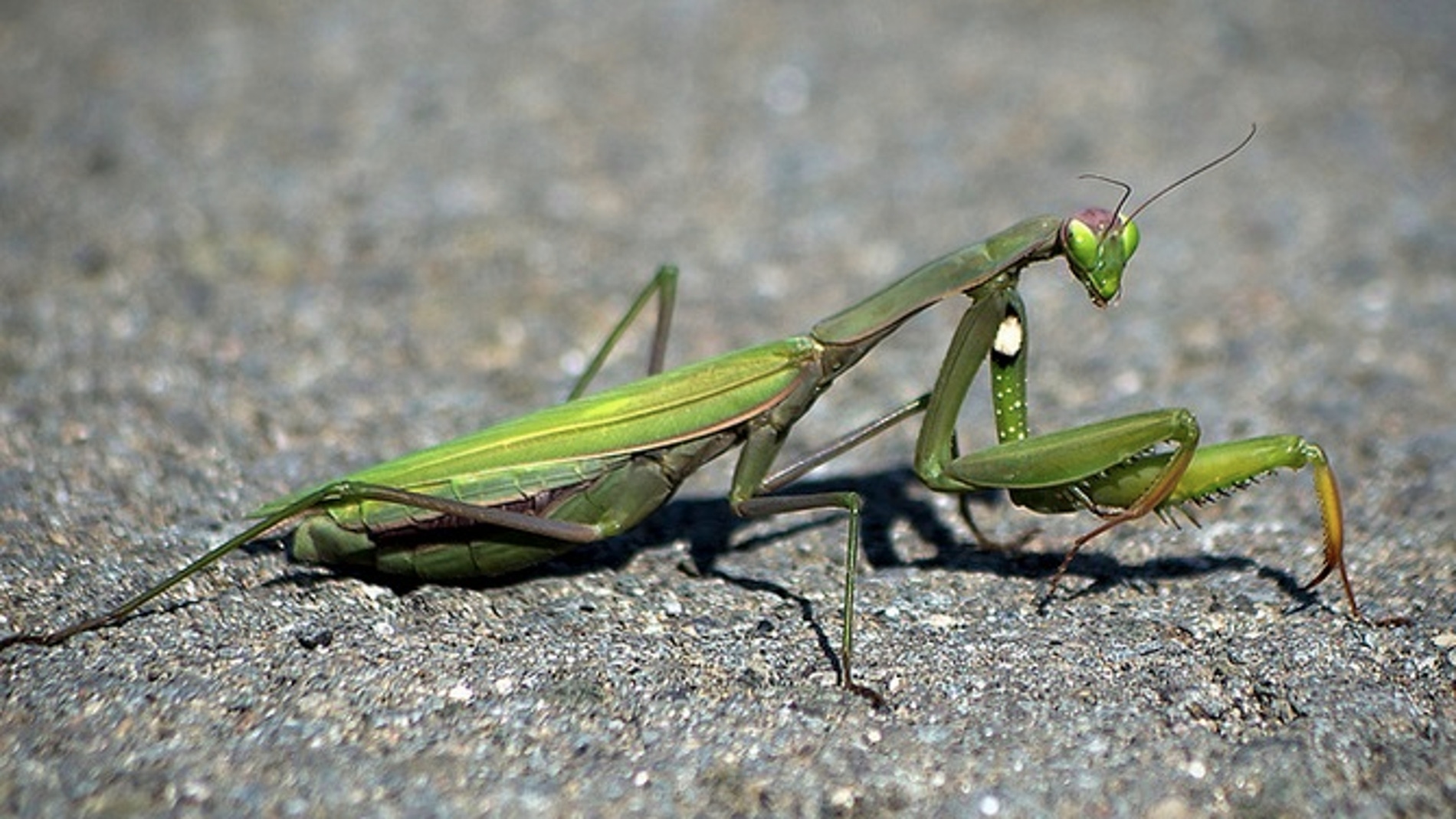 La mantis religiosa en ocasiones decapita al macho