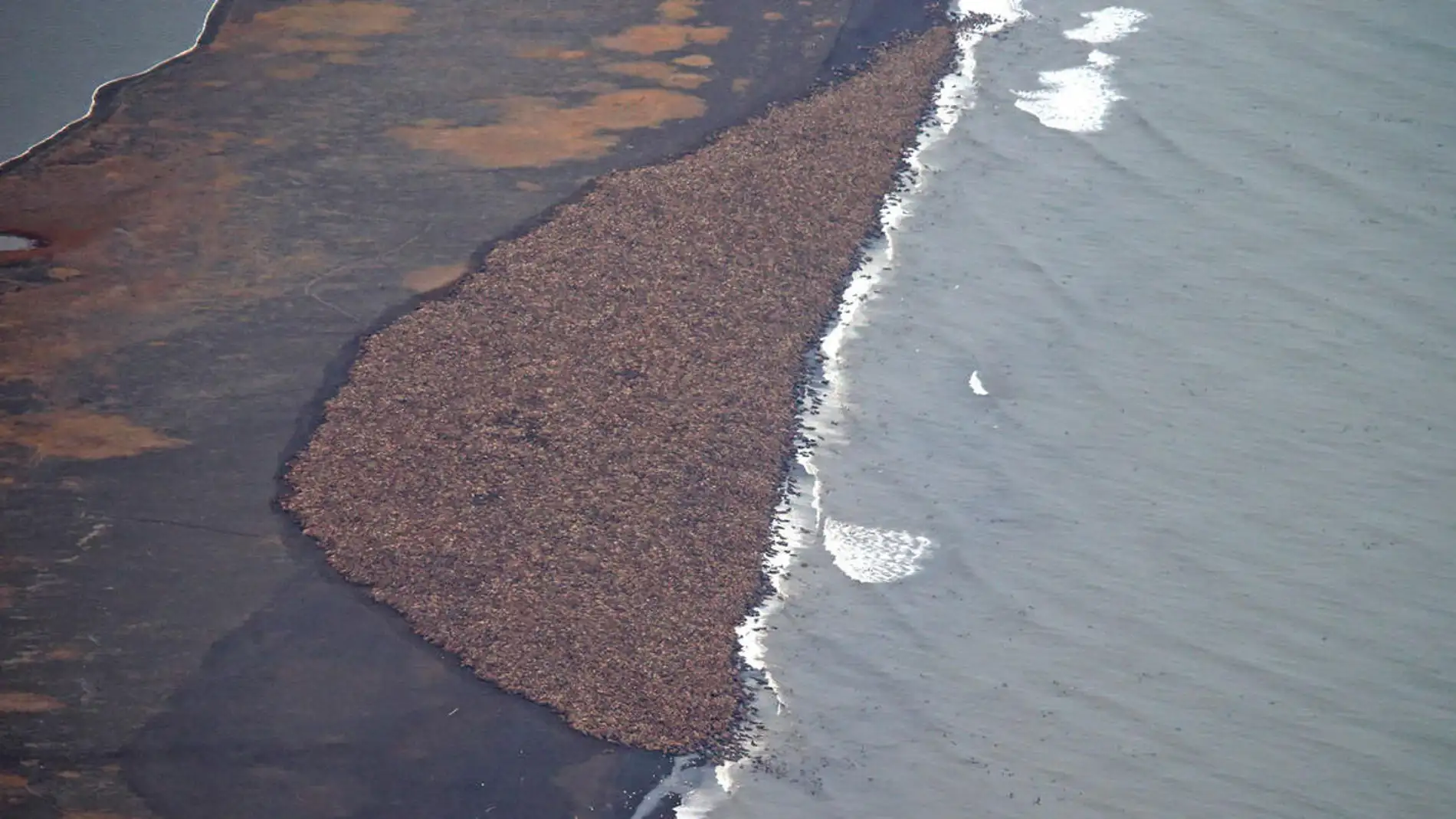 Un número sin precedentes de morsas llegan a costa norte de Alaska