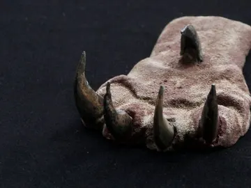 Las garras de la muerte encontradas en la Huaca de la Luna Las garras de la muerte encontradas en la Huaca de la Luna