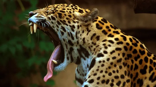 Jaguar bostezando Jaguar bostezando
