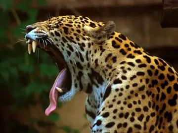 Jaguar bostezando Jaguar bostezando