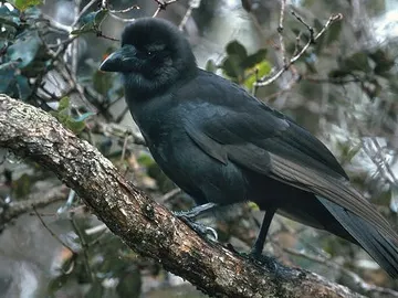 El cuervo hawaiano (Corvus hawaiiensis) El cuervo hawaiano (Corvus hawaiiensis)