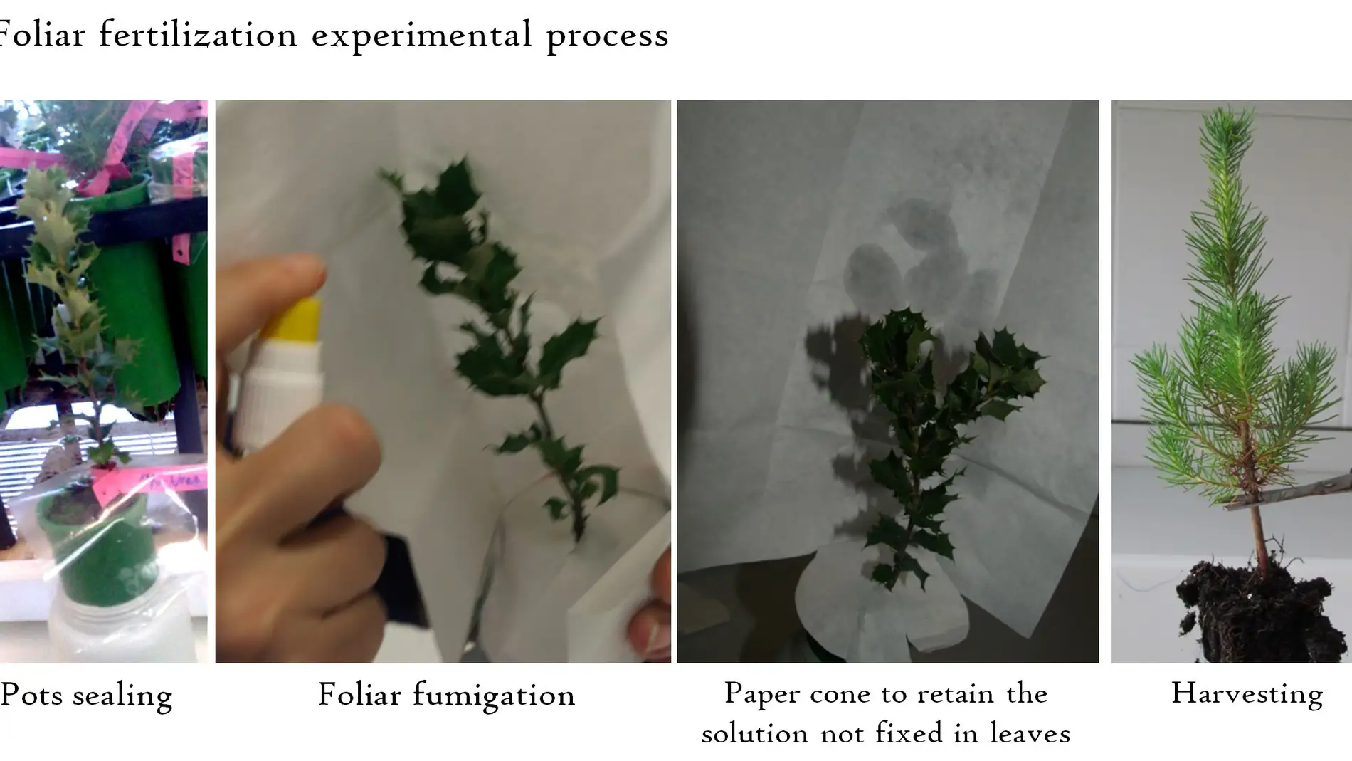 Proceso experimental de fertilización fo