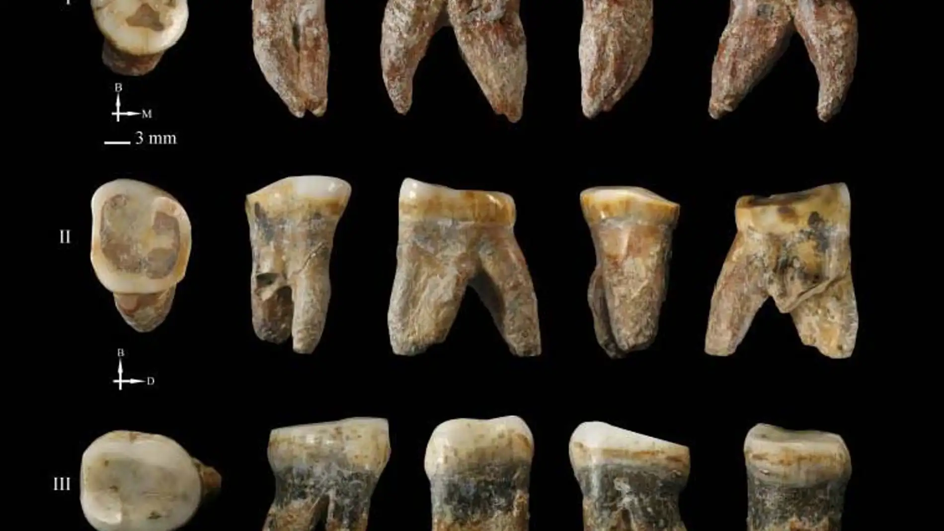 Fósiles dentales de Xujiayao